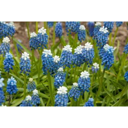 Szafirek Auchera - Muscari Mount Hood - 5 cebulek
