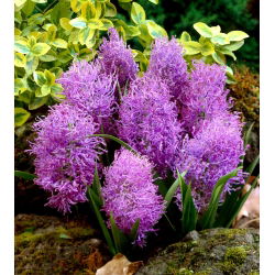 Szafirek pierzasty - Muscari Plumosum - 5 cebulek