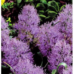 Szafirek pierzasty - Muscari Plumosum - 5 cebulek