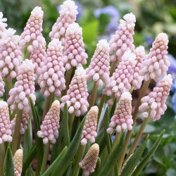 Szafirek różowy Pink Sunrise - Muscari - 1 cebulka