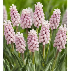 Szafirek różowy Pink Sunrise - Muscari - 1 cebulka