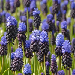 Szafirek szerokolistny - Muscari latifolium op. 10 cebulek