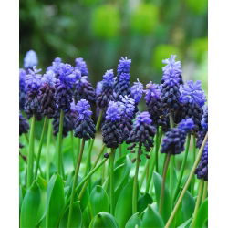 Szafirek szerokolistny - Muscari latifolium op. 10 cebulek