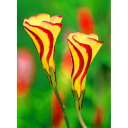 Oxalis - Szczawik Golden Cape - 2 bulwy