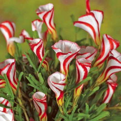 Oxalis - Szczawik Versicolor - 2 bulwy