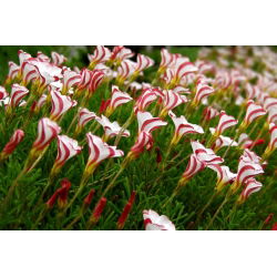 Oxalis - Szczawik Versicolor - 2 bulwy