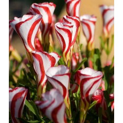 Oxalis - Szczawik Versicolor - 2 bulwy