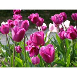 Tulipan różowy Rose - 5 cebulek