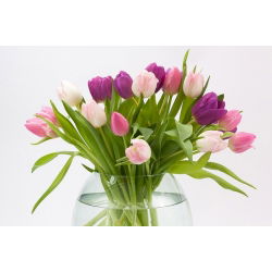 Tulipan Pink Impression - 5 cebulek