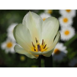 Tulipan niski White Purissima - 5 cebulek