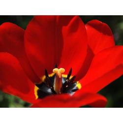 Tulipan Apeldoorn - 5 cebulek