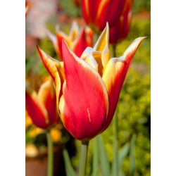 Tulipan Aladdin - 5 cebulek