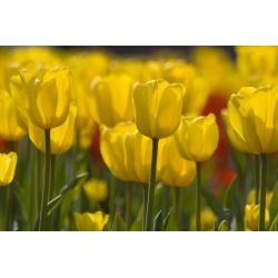 Tulipan żółty - Yellow - 5 cebulek