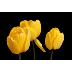 Tulipan żółty - Yellow - paczka XXL - 50 cebulek