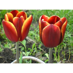 Tulipan Abu Hassan - 5 cebulek