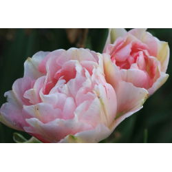 Tulipan Angelique - 5 cebulek