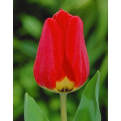 Tulipan Apeldoorn - 5 cebulek