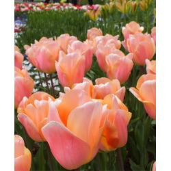 Tulipan Apricot Beauty - 5 cebulek