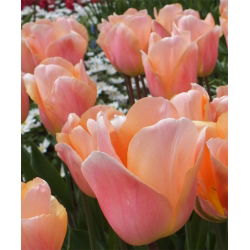 Tulipan Apricot Beauty - 5 cebulek