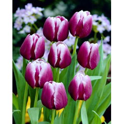 Tulipan Arabian Mystery - 5 cebulek