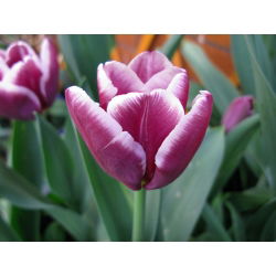Tulipan Arabian Mystery - 5 cebulek