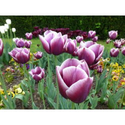 Tulipan Arabian Mystery - 5 cebulek