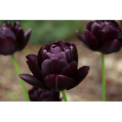 Tulipan Black Hero - 5 cebulek