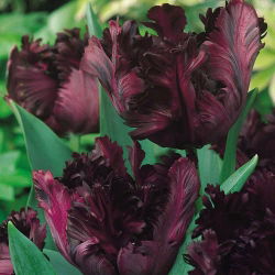 Tulipan Black Parrot - 5 cebulek