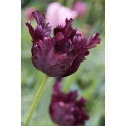 Tulipan Black Parrot - 5 cebulek