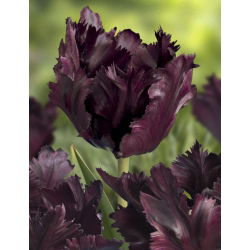 Tulipan Black Parrot - 5 cebulek