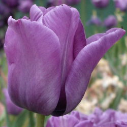 Tulipan Blue Aimable - 5 cebulek