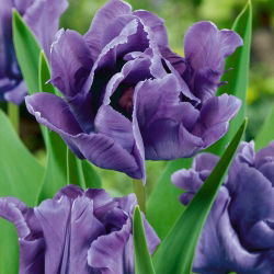 Tulipan papuzi Blue Parrot - 5 cebulek