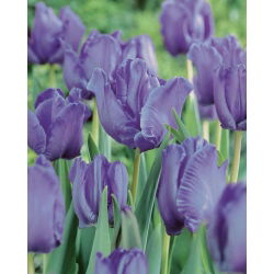 Tulipan papuzi Blue Parrot - 5 cebulek