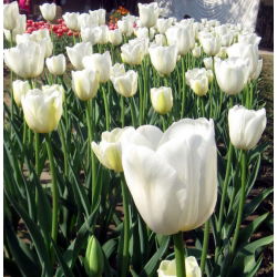 Tulipan pojedynczy City Of Vancouver - 5 cebulek