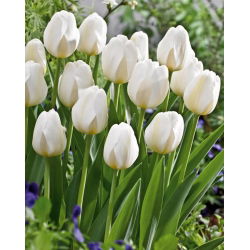 Tulipan pojedynczy City Of Vancouver - 5 cebulek