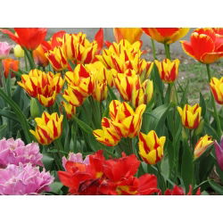 Tulipan Colour Spectacle - 5 cebulek