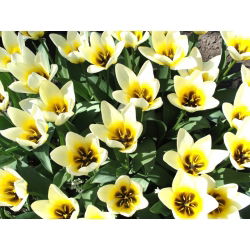 Tulipan niski Fostera - Concerto - 5 cebulek