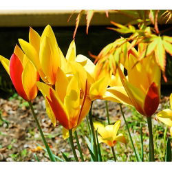 Tulipan botaniczny Cynthia - 5 cebulek