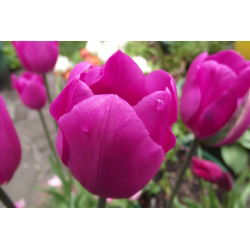 Tulipan Don Quichotte - 5 cebulek