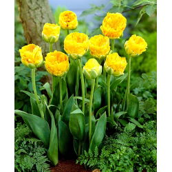 Tulipan lodowy Beauty of Apeldorn - 5 cebulek