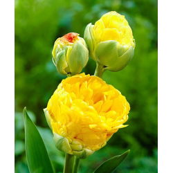 Tulipan lodowy Beauty of Apeldorn - 5 cebulek