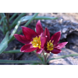 Tulipan botaniczny Eastern Star - 5 cebulek