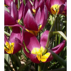 Tulipan botaniczny Eastern Star - 5 cebulek