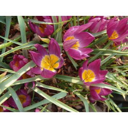 Tulipan botaniczny Eastern Star - 5 cebulek