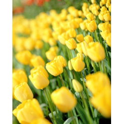 Tulipan Golden Apeldoorn - 5 cebulek