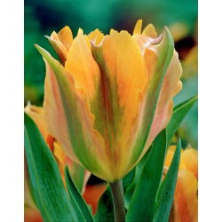 Tulipan Golden Artist - 5 cebulek