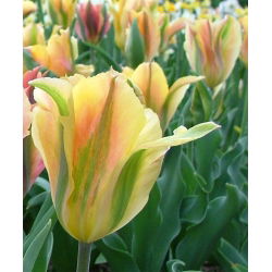 Tulipan Golden Artist - 5 cebulek