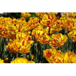 Tulipan Golden Nizza - 5 cebulek