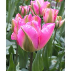 Tulipan Groenland - 5 cebulek