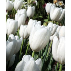 Tulipan Hakuun - mieszaniec Darwina - 5 cebulek